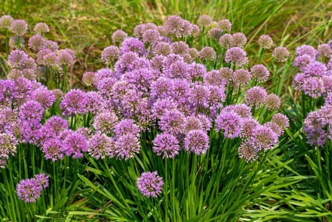allium-millenium-shutterstock-com_19772.jpg