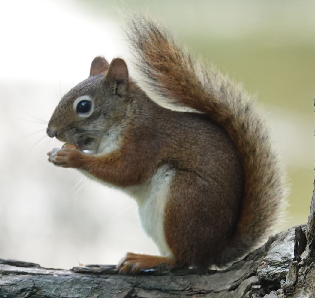 AmericanRedSquirrel_02Oct2025_1050pxls.JPG