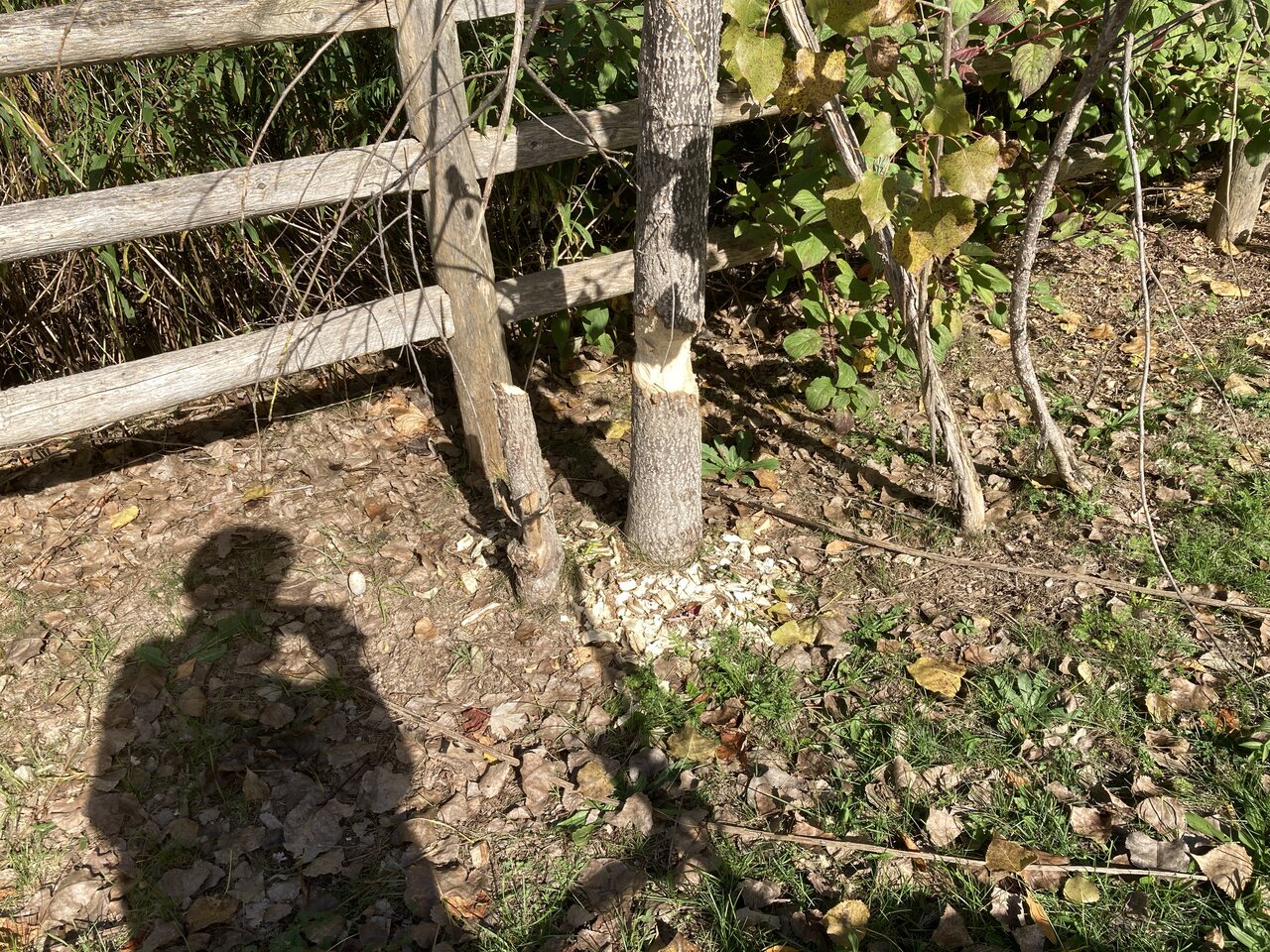 Beavers Oct 2025.JPG