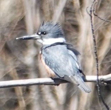 BeltedKingfisher_04Apr2025(2).JPG
