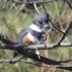 BeltedKingfisher_04Apr2025(4).JPG