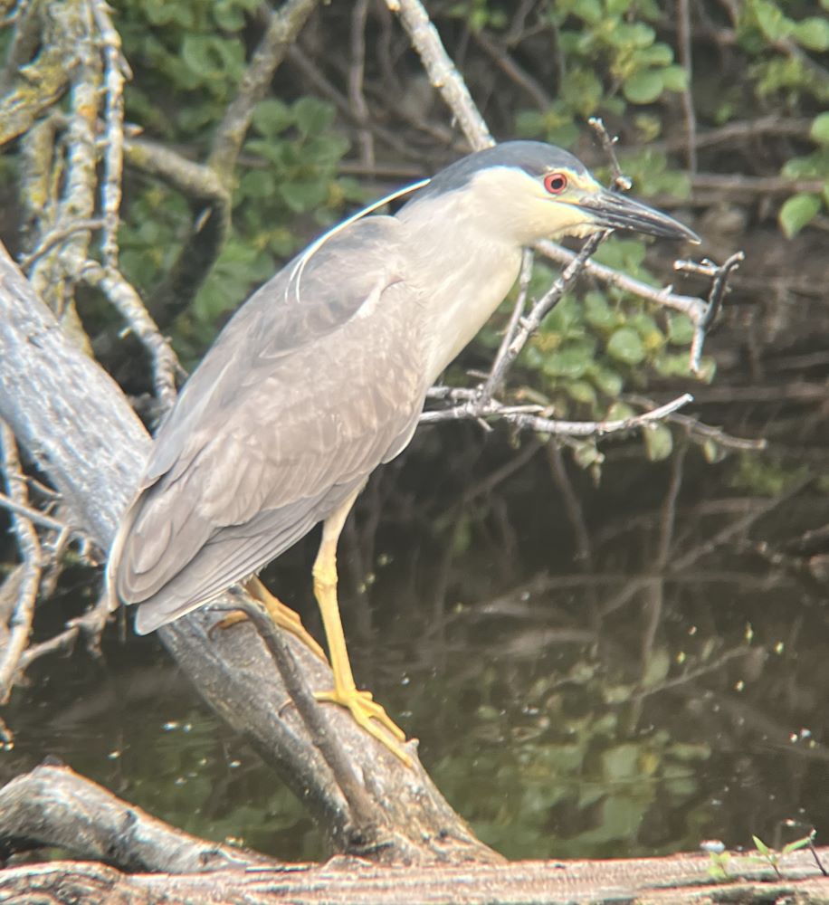 Black-crowned Night-Heron.jpg