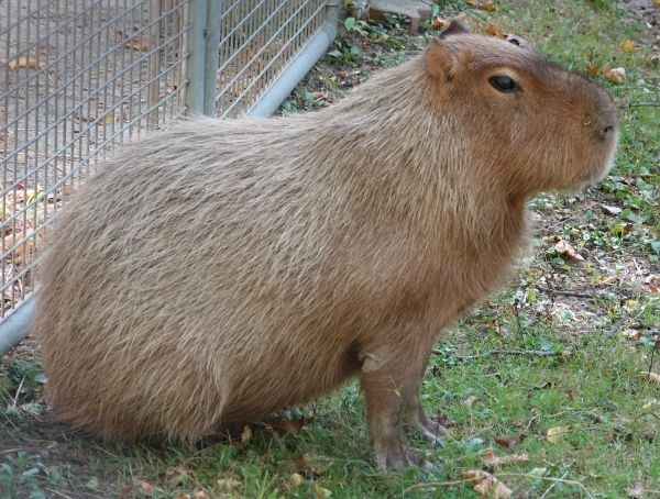 capybara_17Oct2024_600pxls.JPG