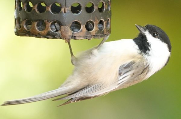 Chickadee_17Oct2024_600pxls.JPG