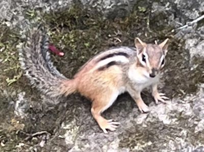 chipmunk.JPG