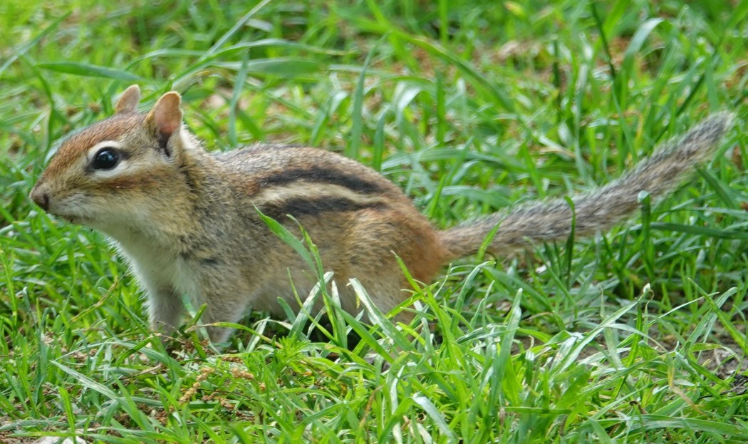 Chipmunk_06Jun2025(1)_1050pxls.JPG