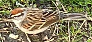 Chipping_Sparrow3.jpeg