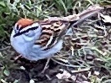 Chipping_Sparrow4.jpeg