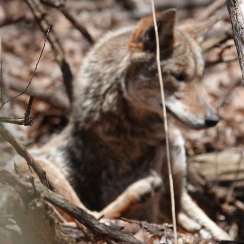 Coyote_04Apr2025(1)_500pxls.JPG