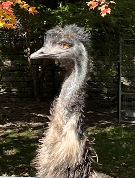 Emu_17Oct2024_700pxls.JPG