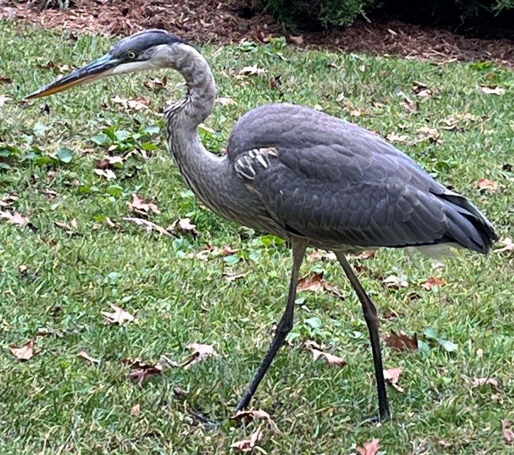 Great_Blue_heron.JPG