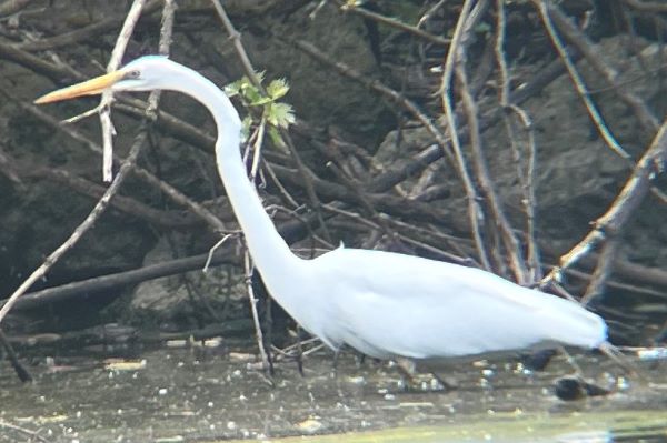 Great_Egret1.JPG