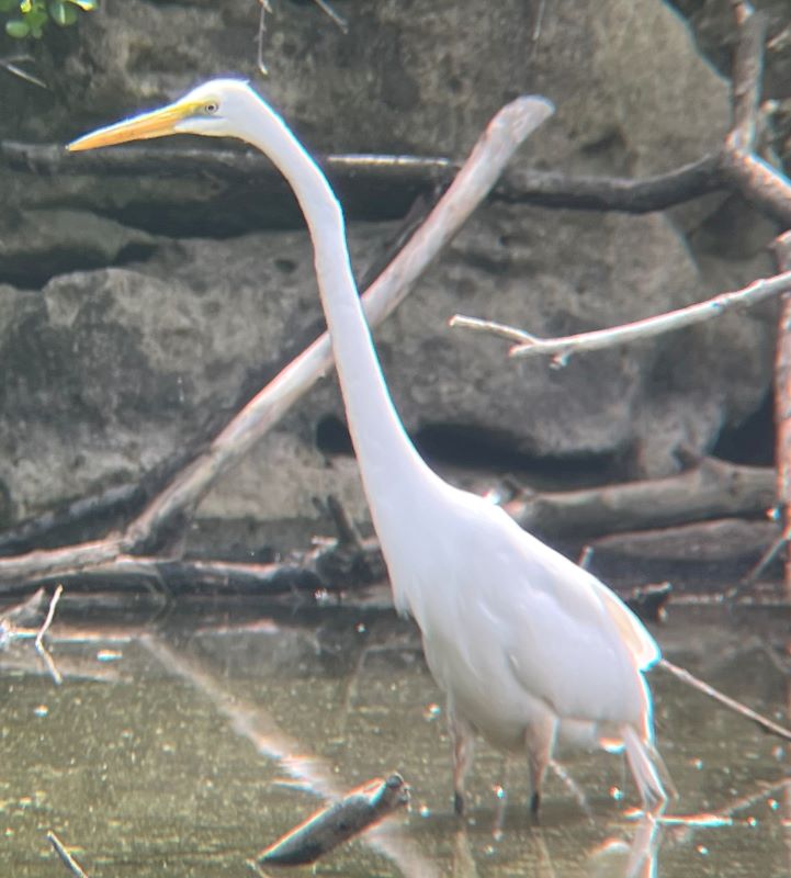 Great_Egret1.JPG
