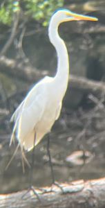 Great_Egret4.JPG