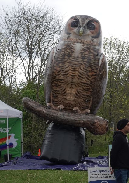 inflatedOwl_24May2025_600pxls.JPG