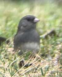 junco.JPG
