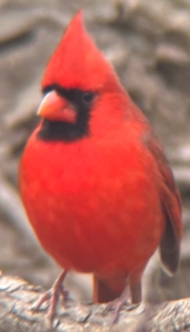NorthernCardinal5.JPG