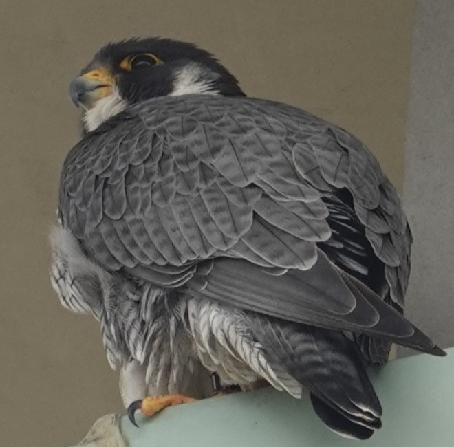 PeregrineFalcon_09Jun2024(7).JPG