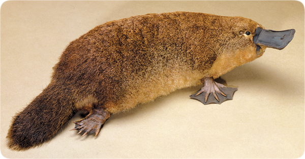Platypus[1].jpg