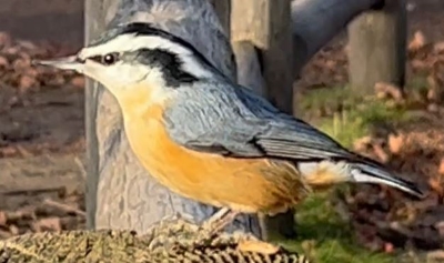 RBNuthatch.JPG