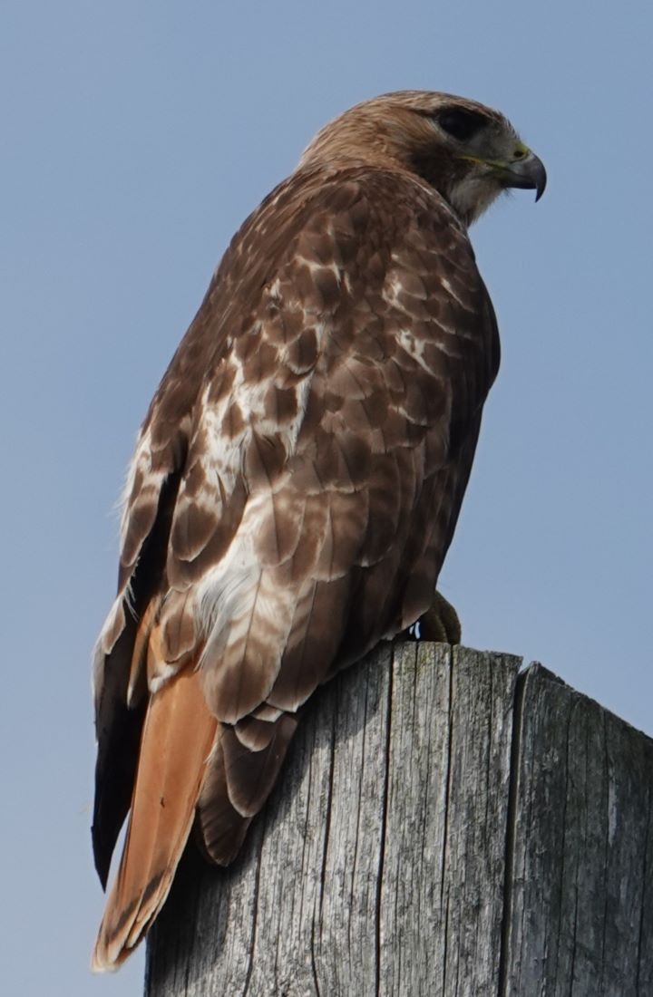 RedTailedHawk_HighPark.jpg