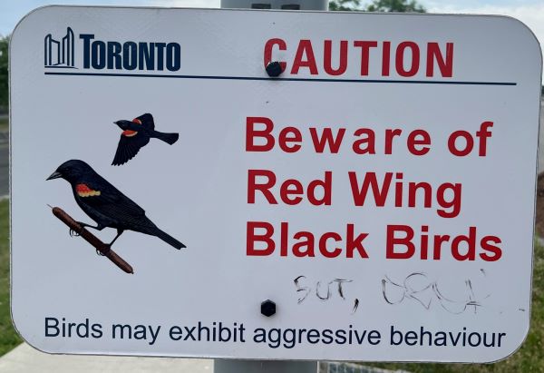 RedWingBlackBird.JPG