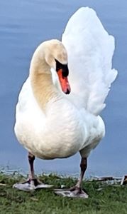 swan.jpeg