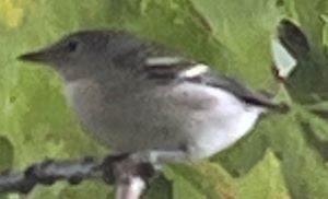 Warbler.JPG