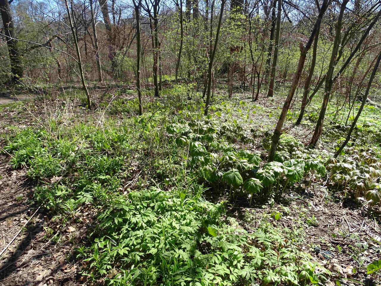 Waterleaf and Mayapple Copy.jpg