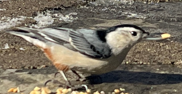 WBNuthatch3.JPG