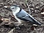 White_breasted_Nuthatch.jpg