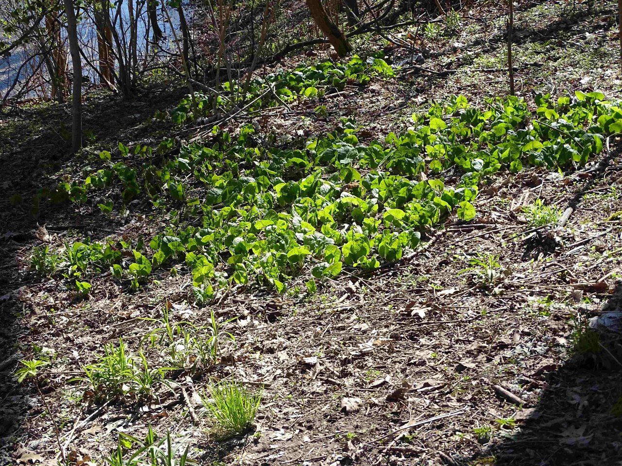 Wild Ginger Copy.jpg