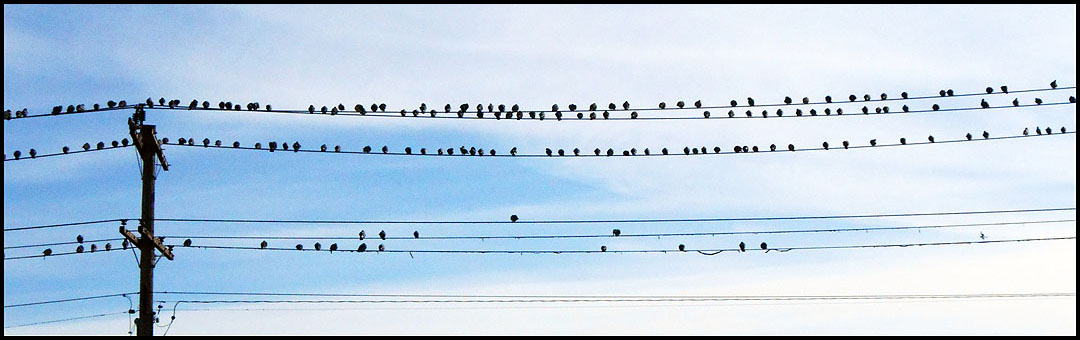 wired birds.jpg