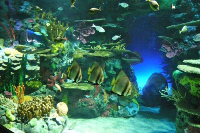 Ripley's Aquarium of Canada Opens at the base of the CN Tower | Urban ...